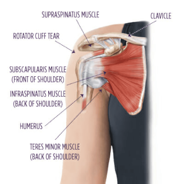 rotator cuff